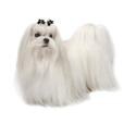Maltese dog