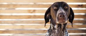 Un grand chien brun regardant la caméra