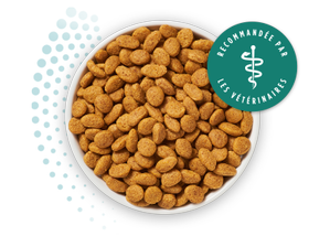 nourriture seche pour chats