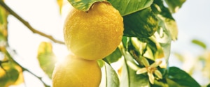 Lemons growing on a tree