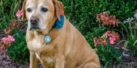 maggie may the dog