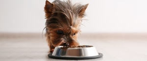 Un petit chien mangeant des croquettes dans un bol