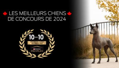 Les meilleurs chiens de concours de 2024 nourris par Pro Plan