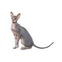 Peterbald cat