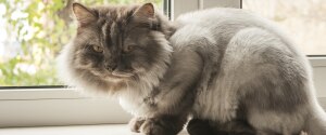 Un chat gris assis à une fenêtre