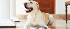 Un chien âgé allongé sur le sol
