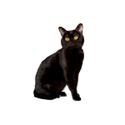 Bombay cat