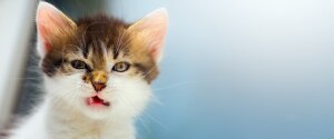 Un chaton faisant une grimace à la caméra
