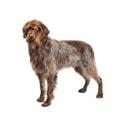 Wirehaired Pointing Griffon dog