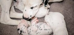 Mother dalmatian with a newborn dalmatian puppy 