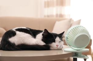 cat lying in front of a fan