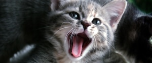 A grey kitten meowing