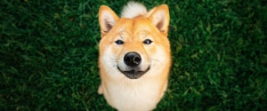 Un Shiba Inu assis dans l'herbe