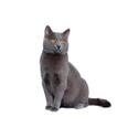 Chartreux cat