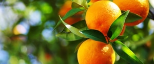 Oranges poussant sur un arbre
