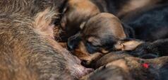 Puppies drinking milk from mother 
