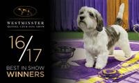 16/17 dog chows