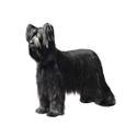 Briard dog