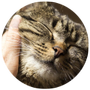 Cat care tips