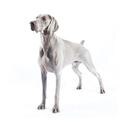 Weimaraner dog