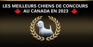 Les meilleurs chiens de concours au Canada en 2023