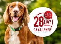 dog on a park with a logo that says 28 day challenge