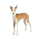 Ibizan Hound dog