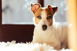 Dog lying on the ground